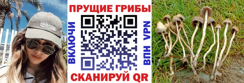 Галлюциногенные грибы Cubensis  Мамадыш 